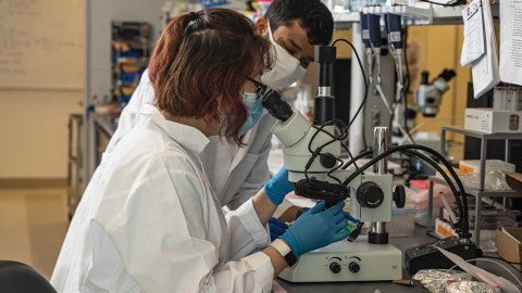 Neural engineers in the lab look through a microscope during an experiment